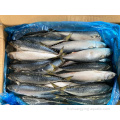 Mackerel du Pacifique congelé 150-200G 60-80pcs Fish